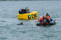 Finn the Dolphin Greenore Port 2021-06-26