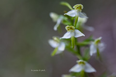Platantera a Fiori bianchi - Platanthera bifolia