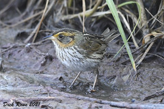 Saltmarsh Sparrow ME 21