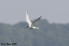 Common Tern ME 21