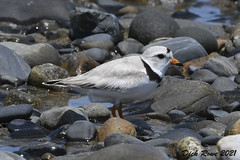 Piping Plover ME 21