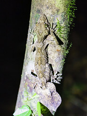 Queensland Frogs & Reptiles