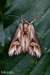 Noctuidae (Owlet Moths)