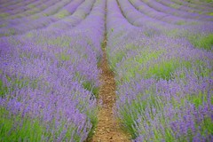 Castle Farm Lavender Fields - June 2021