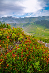 Paradise, Washington - Mt. Rainier National Park - September 2020