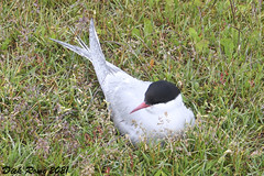 Arctic Tern ME 21