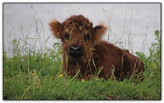 Scottish highlander - (Belted)-Galloway cows
