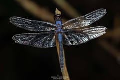 Dragonflies and damselflies (order Odonata) Hong Kong