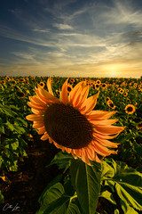 Texas Sunflowers 2021