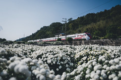 20201121 杭菊火車