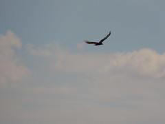 Airborne Vulture