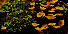 mushrooms and fungi