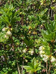 Rhododendron albiflorum