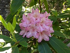 Rhododendron macrophyllum Flower Comparison