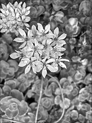 Bright flowers at home Kingston upon Hull in Monochrome
