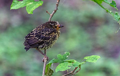 Juvenile Red-winged Blackbird