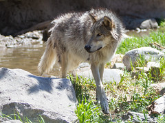 GRIZZLY & WOLF DISCOVERY CENTER