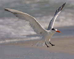 Royal Terns - FL