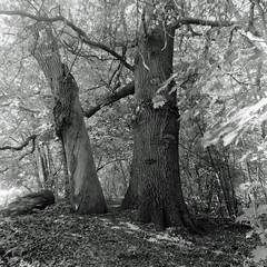 Alte Bäume 