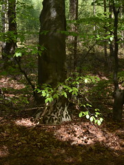 Warwick Moor Wood