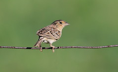 Bruant sauterelle - Grasshopper sparrow
