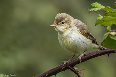 Felosa-poliglota | Melodious warbler (Hippolais polyglotta)