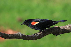 carouge à épaulettes - red winged blackbird