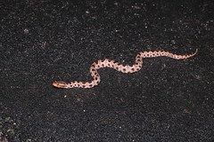 6-26-2021 Carolina Pygmy Rattlesnake (Sistrurus miliarius miliarius)