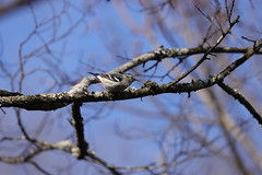 2-27-2021 Black-and-white Warbler (Mniotilta varia)