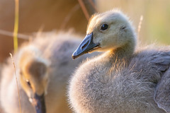 Goslings & ducklings