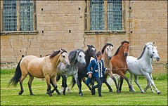 Cavalier horses at Bolsover Castle