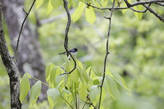 4-22-2021 Black-throated Blue Warbler (Setophaga caerulescens)
