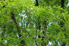 4-22-2021 Blackpoll Warbler (Setophaga striata)