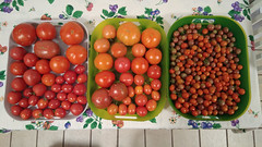 Tomato haul 7-10-21