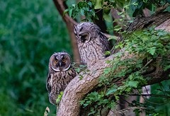Longeared Owls