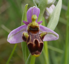 Flora of Occitanie - orchids