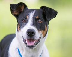 7/10/21 Wags & Whiskers Animal Rescue of MN Adoption Event