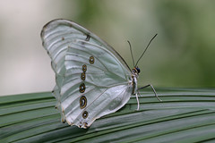 Butterflies - FMNH