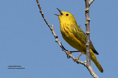 Bird Families: New World Warblers (Parulidae)