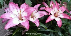Asiatic Lily 'Perfect Joy' 2021