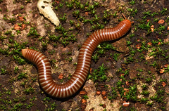 Millipedes and centipedes