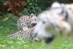Snowleopard cubs