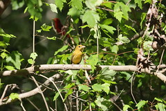 5-6-2021 Summer Tanager (Piranga rubra)- Male (Red) and Female
