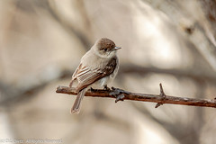 BIRDS - Eastern Phoebe