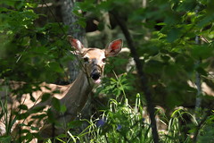 5-6-2021 White-tailed Deer (Odocoileus virginianus)