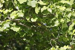 5-6-2021 Magnolia Warbler (Setophaga magnolia)