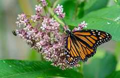 First Monarch Butterfly that I have seen in my yard in a long time.