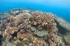 Dumaguete Corals