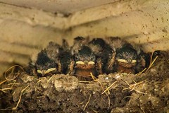 Barn Swallows (Toronto)
