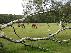~ New Forest  ~